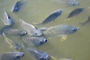 Pisciculture
